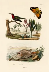 Kofferfisch